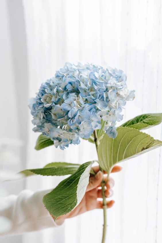 Zijdebloemen